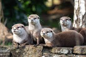 Are Pet Otters Legal