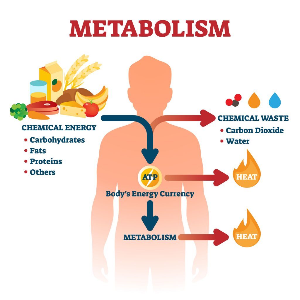 metabolism for nourishing food choices for weight management