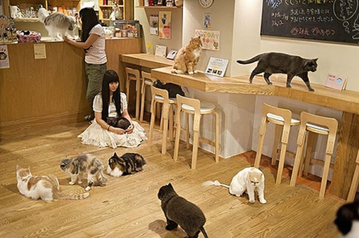 canine cafes