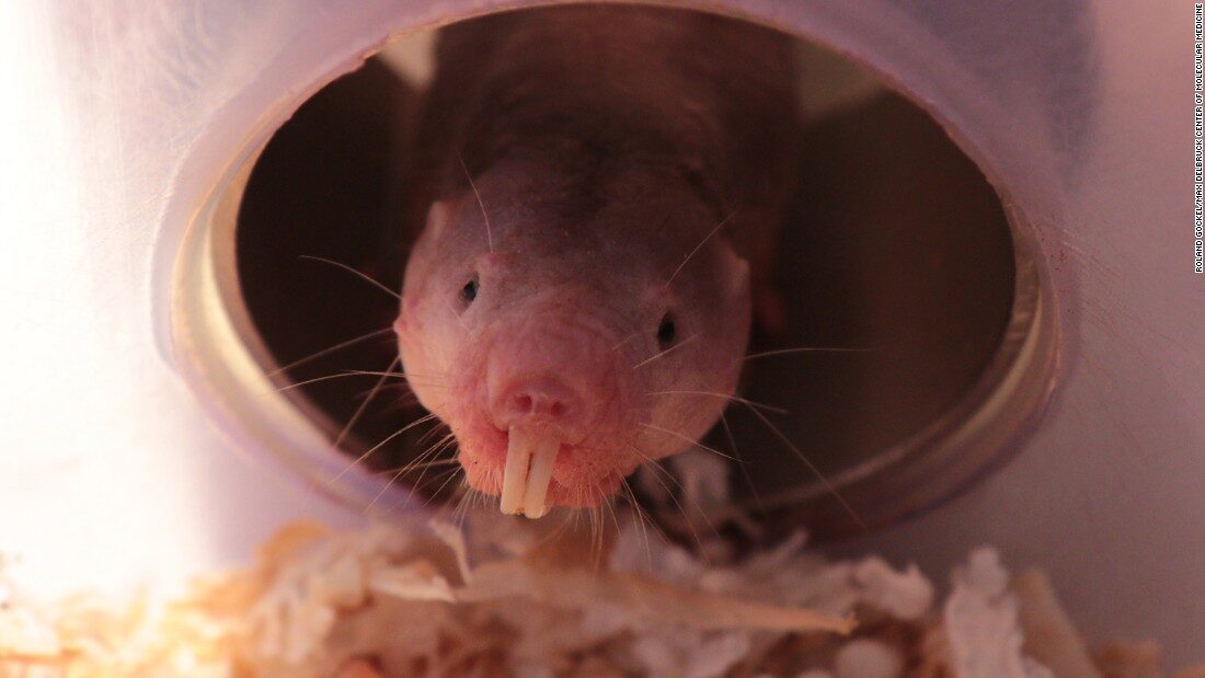 naked mole-rats, Ethiopia