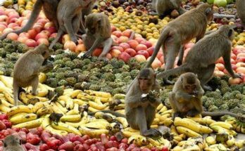 Monkey buffet festival