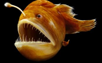 Anglerfish