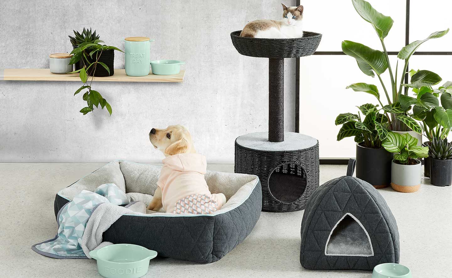 pet couches