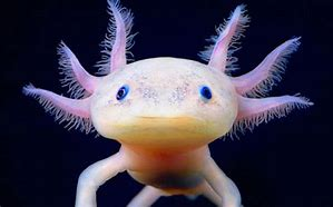 The Axolotl