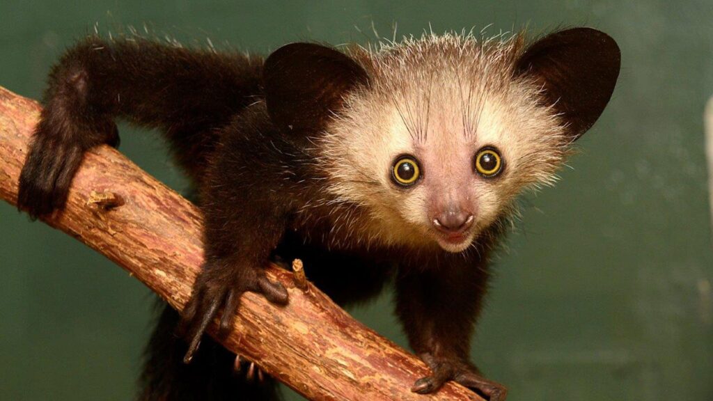 The Aye-Aye