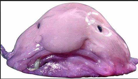 The Blobfish