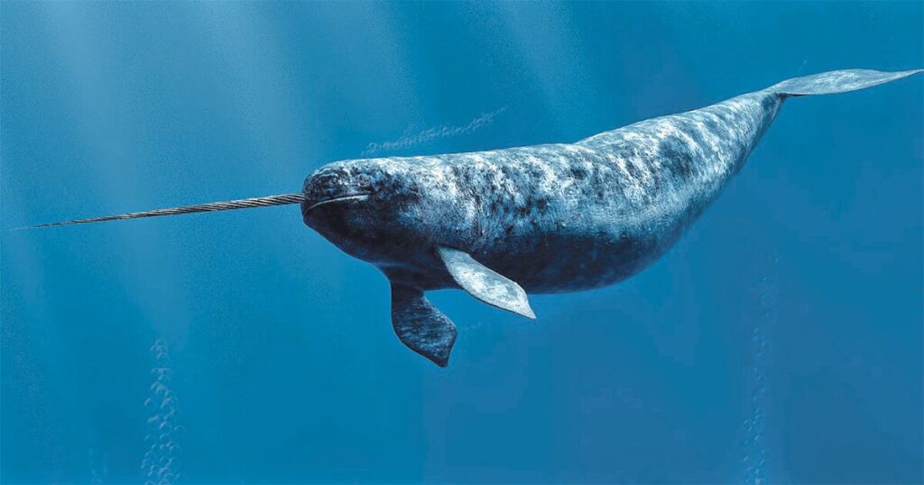 The Narwhal