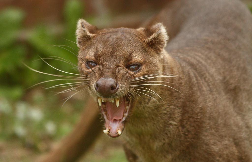 The Fossa