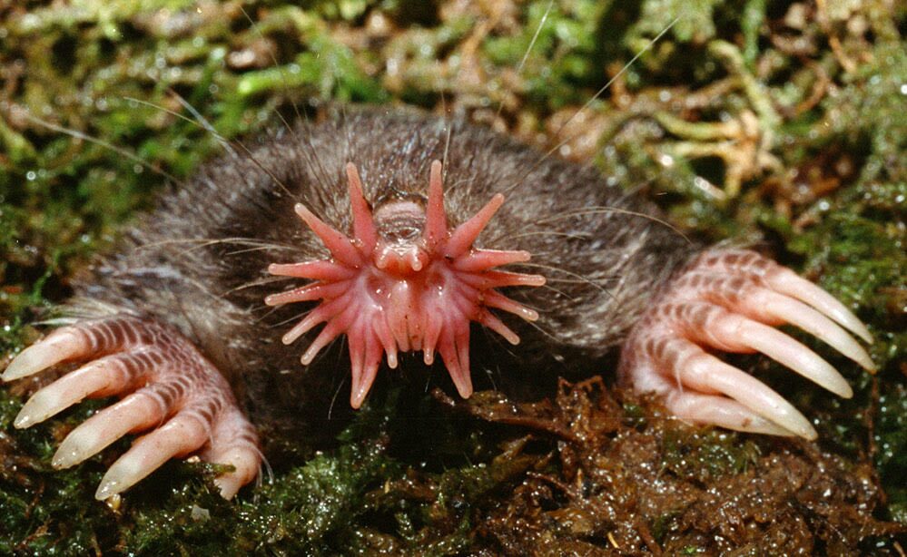 The Star-Nosed Mole