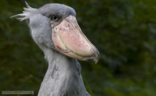 The Shoebill: